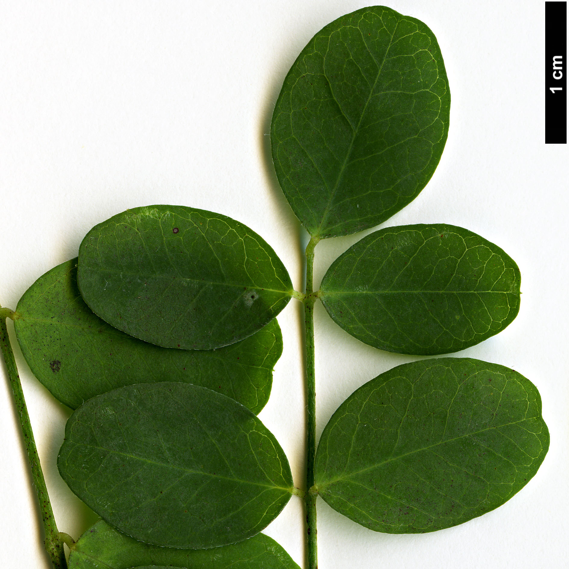 High resolution image: Family: Fabaceae - Genus: Colutea - Taxon: cilicica